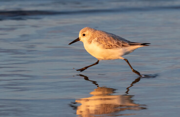 Sanderling (Calidris alba) in winter plumage running along the ocean coast at sunset, Galveston, Texas, USA