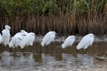 A flock of snowy egrets (Egretta thula) in the reeds of tidal marsh, Galveston, Texas, USA.