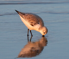 Sanderling (Calidris alba) feeding at the ocean coast at sunset, Galveston, Texas, USA.