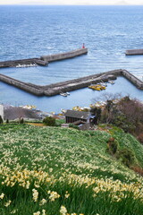 漁船と水仙の花のある絵のように美しい日本の瀬戸内海にある漁港の美しい冬の風景