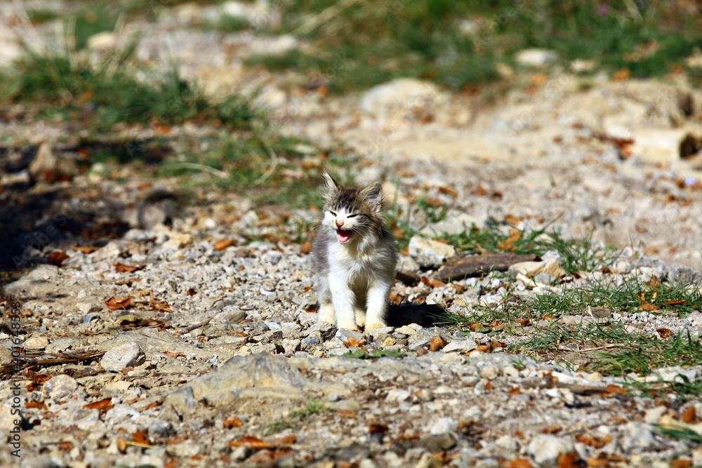 Wall mural little kitten in nature