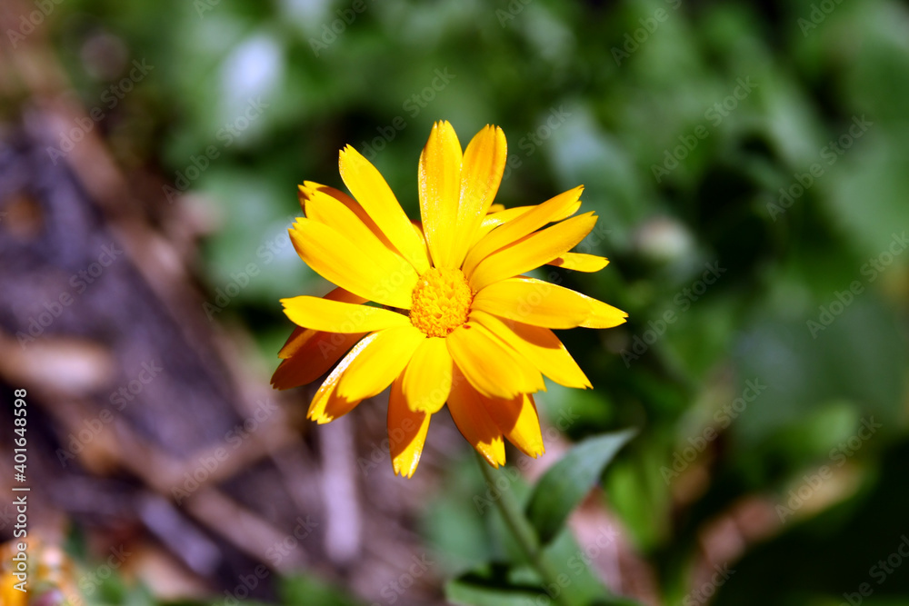 Wall mural blooming marigold.