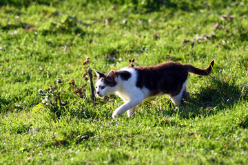 Cat in nature looking for prey.