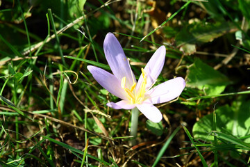 Blooming saffron in the meadow.