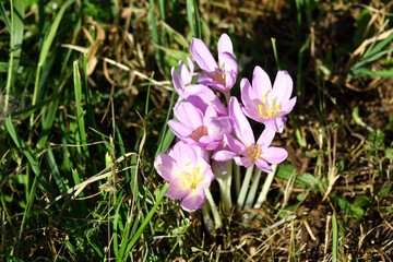 Blooming saffron in the meadow.