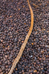 Theobroma cacao also cacao tree and cocoa tree, Finca Kobo, Chocolate tour, Puerto Jimenez, The Osa Peninsula, Puntarenas Province,  Costa Rica, Central America, America
