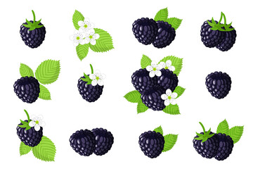 Set of illustrations with Blackberry exotic fruits, flowers and leaves isolated on a white background.