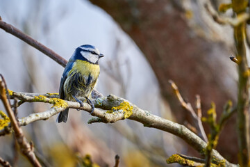 Eurasian blue tit bird ( Cyanistes caeruleus ) sitting on a branch in winter season	