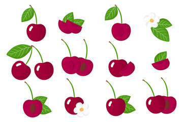 Set of illustrations with Cherries exotic fruits, flowers and leaves isolated on a white background.