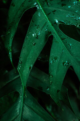 Obraz premium Naturalne piękne roślinne tło, zbliżenie na zielone liście, krople wody, roślinna tekstura.