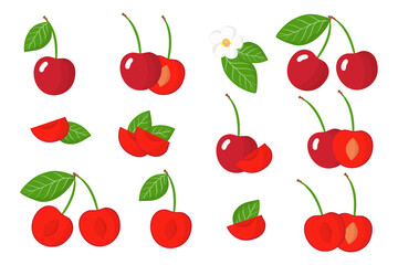 Set of illustrations with Cherry exotic fruits, flowers and leaves isolated on a white background.