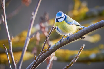 Eurasian blue tit bird ( Cyanistes caeruleus ) sitting on a branch in winter season	