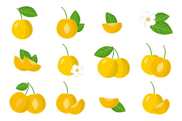 Set of illustrations with Cherry plum exotic fruits, flowers and leaves isolated on a white background.