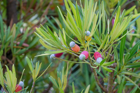 The Fruit Of Podocarpus Macrophyllus, yew plum pine, Buddhist pine and fern pine in Sochi park. Close-up of edible blue with red fruit