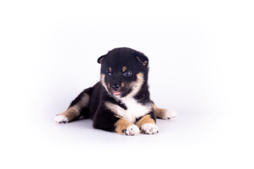 A black and tan Shiba Inu puppy lying on white background.