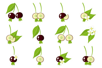 Set of illustrations with Grumichama exotic fruits, flowers and leaves isolated on a white background.