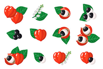 Set of illustrations with Guarana exotic fruits, flowers and leaves isolated on a white background.