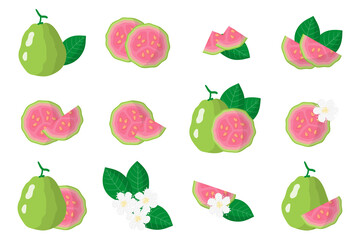 Set of illustrations with Guava exotic fruits, flowers and leaves isolated on a white background.