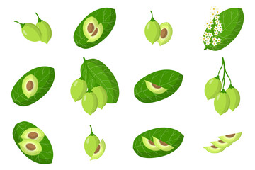 Set of illustrations with Kakadu plum exotic fruits, flowers and leaves isolated on a white background.