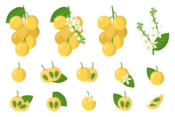Set of illustrations with Langsat exotic fruits, flowers and leaves isolated on a white background.