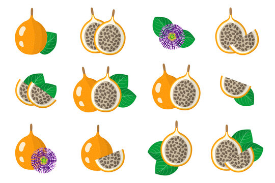 Set of illustrations with Granadilla exotic fruits, flowers and leaves isolated on a white background.