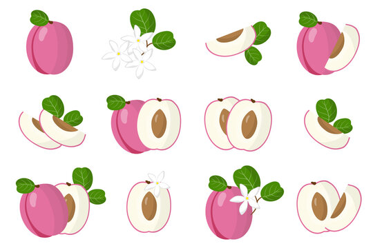 Set of illustrations with Icaco exotic fruits, flowers and leaves isolated on a white background.