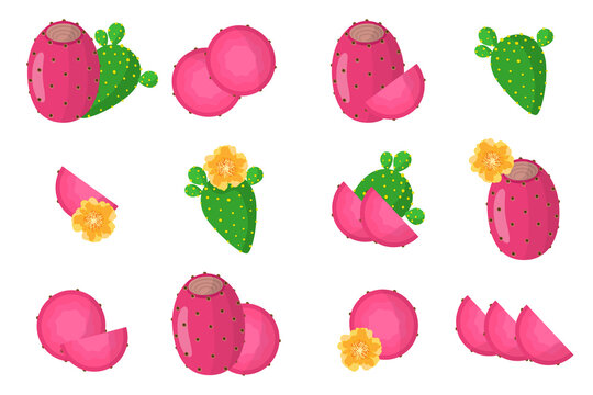 Set of illustrations with Indian figs exotic fruits, flowers and leaves isolated on a white background.