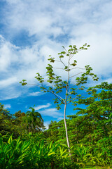 Finca Kobo, Chocolate tour, Puerto Jimenez, The Osa Peninsula, Puntarenas Province,  Costa Rica, Central America, America