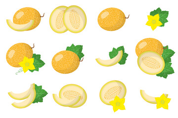 Set of illustrations with Melon exotic fruits, flowers and leaves isolated on a white background.