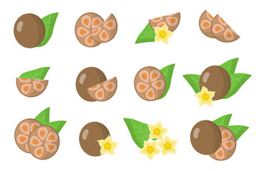 Set of illustrations with Monk exotic fruits, flowers and leaves isolated on a white background.