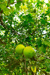 Finca Kobo, Chocolate tour, Puerto Jimenez, The Osa Peninsula, Puntarenas Province,  Costa Rica, Central America, America