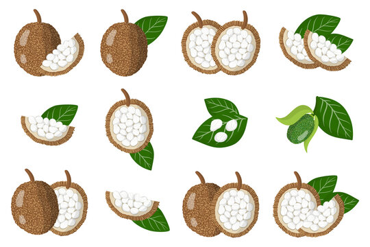 Set of illustrations with Marang exotic fruits, flowers and leaves isolated on a white background.
