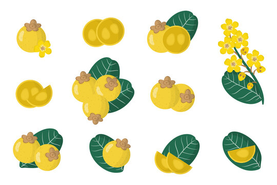 Nanche Bilder – Durchsuchen 502 Archivfotos, Vektorgrafiken und Videos ...