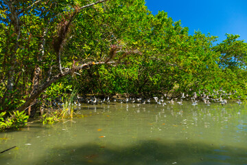 Fototapeta na wymiar Waders, Mangrove, Puerto Jiménez, Golfo Dulce, Osa Peninsula, Costa Rica, Central America, America