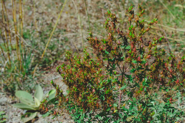 Thorny plants in the steppe, close-up.
