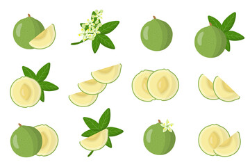 Set of illustrations with White sapote exotic fruits, flowers and leaves isolated on a white background.