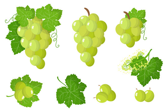 Set of illustrations with White grape exotic fruits, flowers and leaves isolated on a white background.