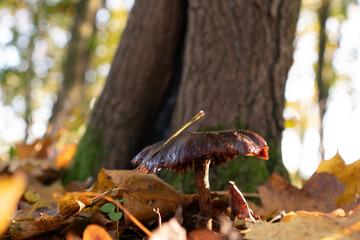 Wild mushroom in the forest