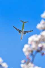 桜と旅客機