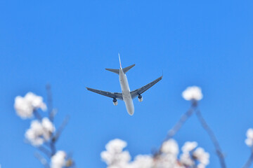 桜と旅客機