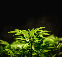 Green cannabis leaf close up on black background with sunbeam and glow. Medical marijuana cultivation. Copy space