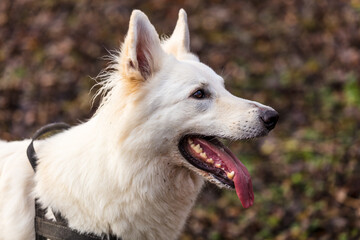 Obraz premium Schweizer Schäferhund