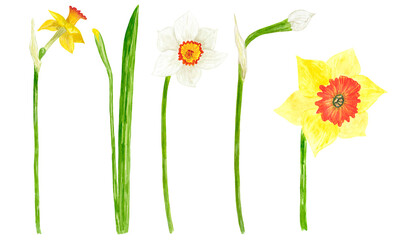 Watercolor illustration of spring daffodil flowers.