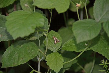gemeine Skorpionsfliege