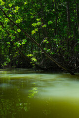 Fototapeta na wymiar Mangrove, Puerto Jiménez, Golfo Dulce, Osa Peninsula, Costa Rica, Central America, America