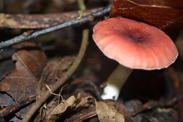 Red White Mushroom Growing on The Forest Ground
