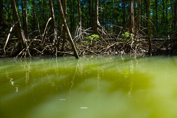 Mangrove, Puerto Jiménez, Golfo Dulce, Osa Peninsula, Costa Rica, Central America, America
