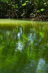 Mangrove, Puerto Jiménez, Golfo Dulce, Osa Peninsula, Costa Rica, Central America, America