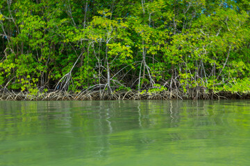 Obraz premium Mangrove, Puerto Jiménez, Golfo Dulce, Osa Peninsula, Costa Rica, Central America, America