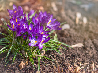 Purple primroses with green leaves on bare ground.
